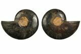 Cut/Polished Ammonite Fossil - Unusual Black Color #132595-1